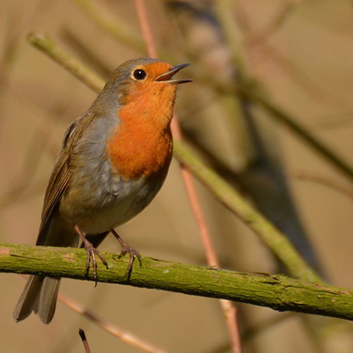 Dusk Chorus: het avondconcert