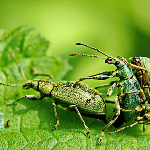 Dieren doen de polonaise