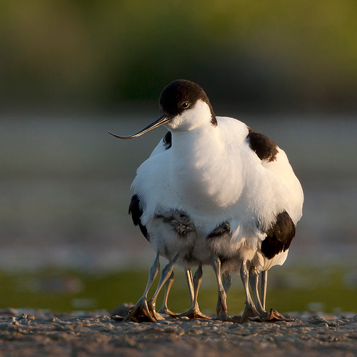 Kluut en dwergstern hebben het zwaar in de Delta