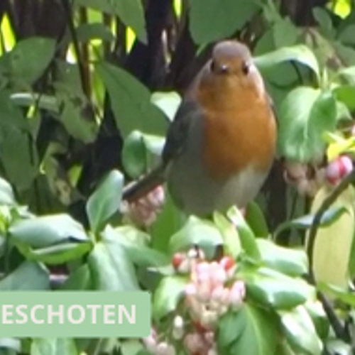 Roodborst in de kardinaalsmuts