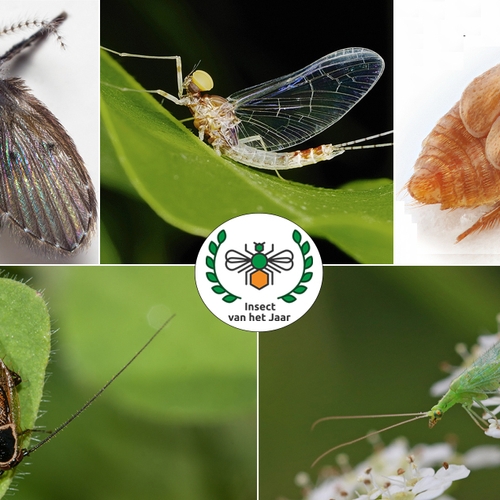 Deze insecten maken kans op de titel 'Insect van het jaar'
