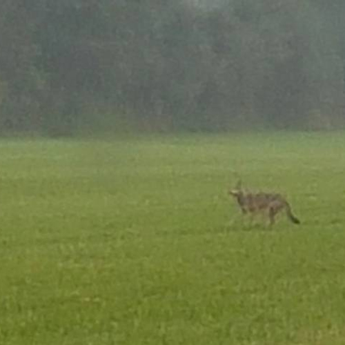 Weer een wolf gezien in Nederland