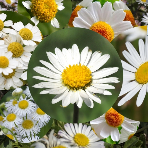 Afbeelding van Niet elk wit bloemetje met een geel hart is een madeliefje