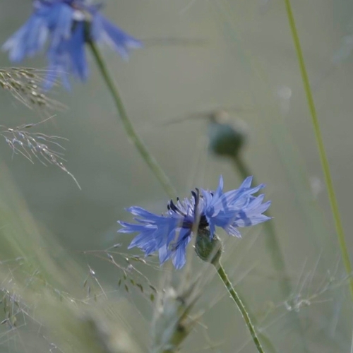 Meest bedreigde planten van Nederland