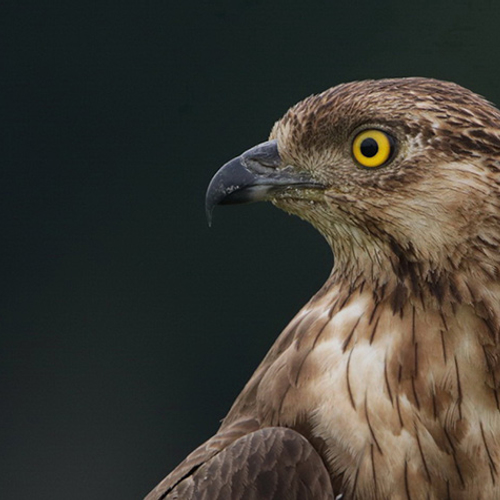 Vogeltrekjournaal: wielewalen en wespendieven