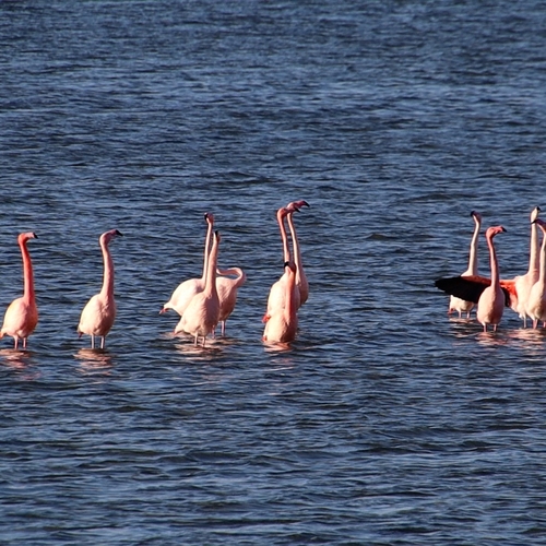 Paringsdans van de flamingo's in de kou