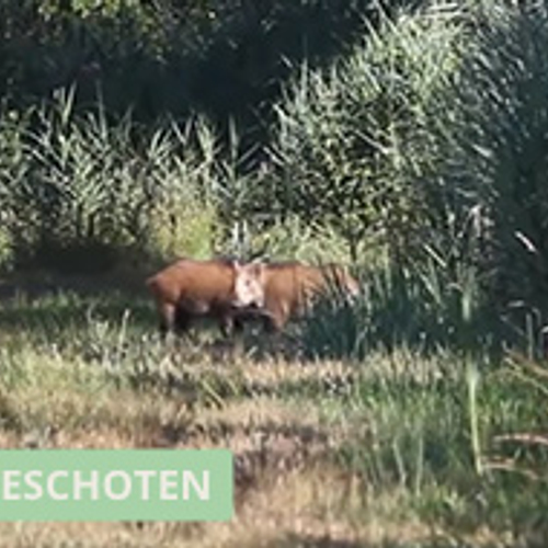Zwijnen in het Buulderbroek