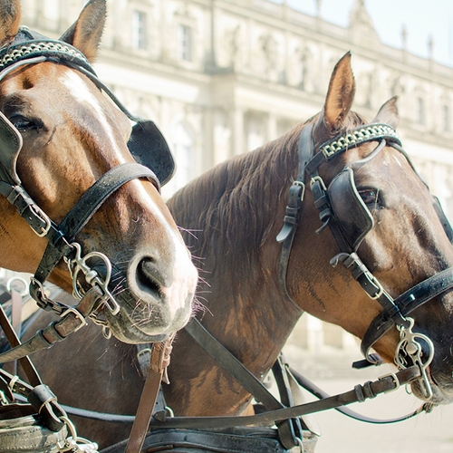 Extreme hitte in Sevilla wordt fataal voor paard