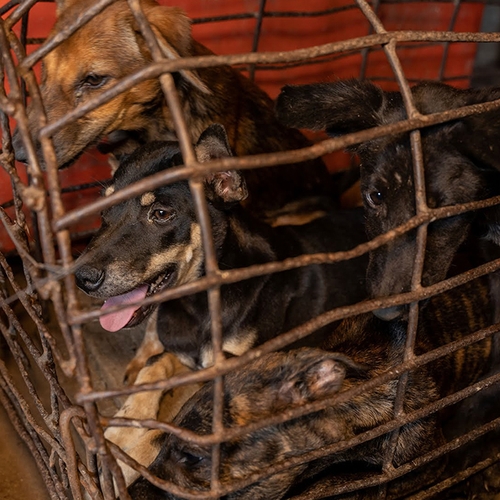 Bestrijden van handel in honden- en kattenvlees blijft nodig