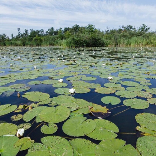 Afbeelding van Sanering voormalige vuilstort Groenewoud voor natuurontwikkeling