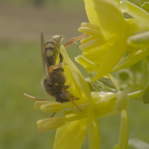 Dijken zijn de ideale nestplaats voor wilde bijen