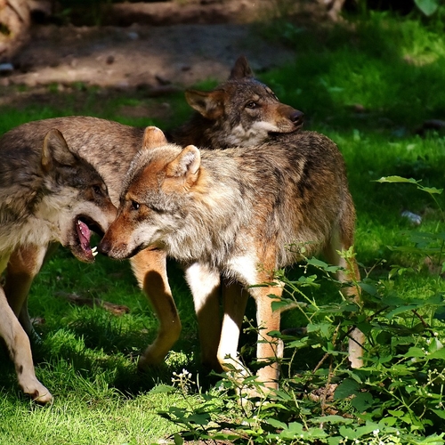 Drie wolven doodgereden door aanrijding in Otterlo