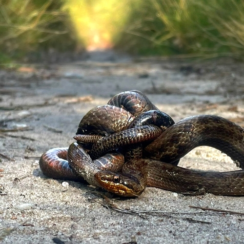 Vechtende gladde slang en hazelworm met elkaar in de knoop