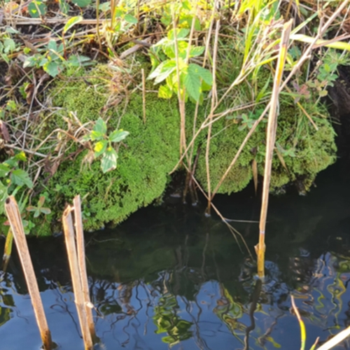 Zeldzaam mos gevonden in Nationaal Park in Overijssel