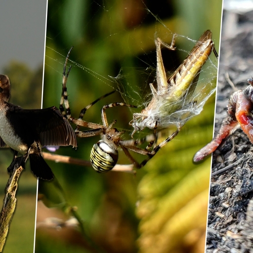 Afbeelding van Wespspin met prooi, aalscholver en sterke staart van zeepaardje