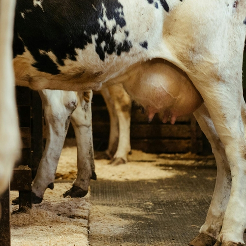 Nog steeds 'sloopmelk' in zuivelproducten van A-merken