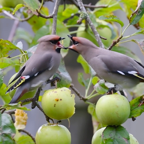 Kibbelende pestvogels in de appelboom