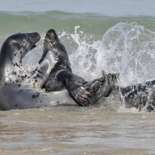 Afbeelding van Weer meer grijze zeehonden geteld in de Waddenzee