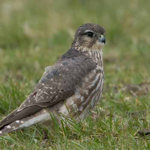 Afbeelding van Fenolijn 22 februari 2026