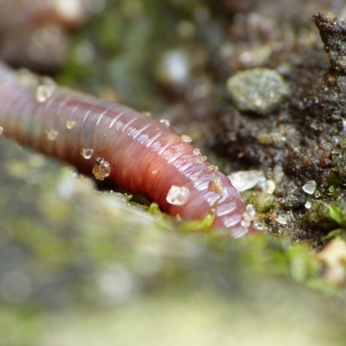 Hoe gaat het met de bodem: tel en weeg de regenwormen