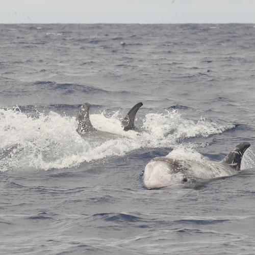 De wonderlijke grijze dolfijn