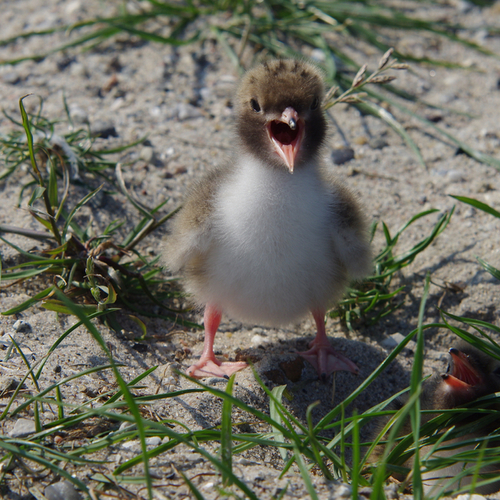 Stop spieringvisserij goed nieuws voor vogels IJsselmeer