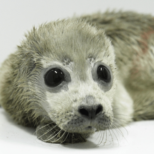 Afbeelding van Eerste zeehondenpup van het jaar opgevangen
