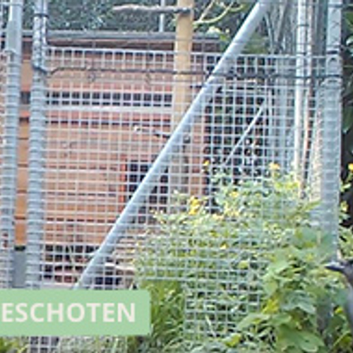 Kauw pikt brood van ekster