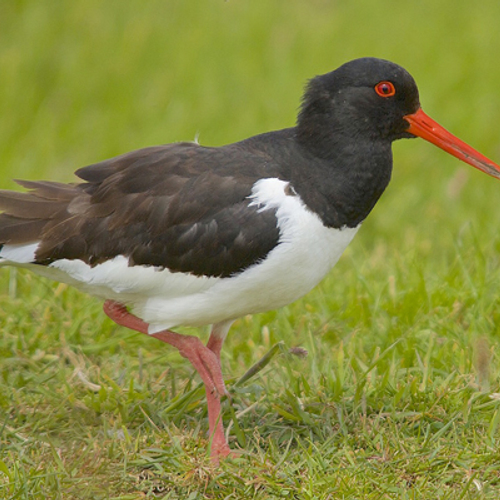 Scholekster met een zender