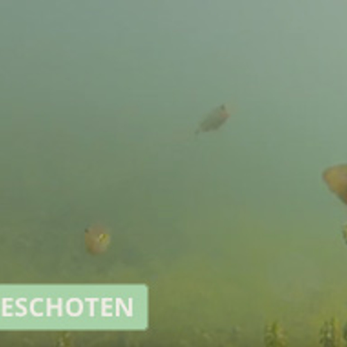 Baarsjes in de sloot