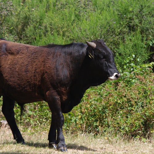 Grazers brengen biodiversiteit in Maashorst