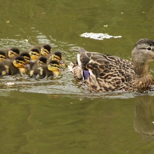 Soepeend versus de wilde eend