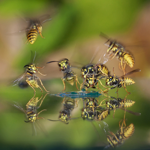 Droogte in de natuur