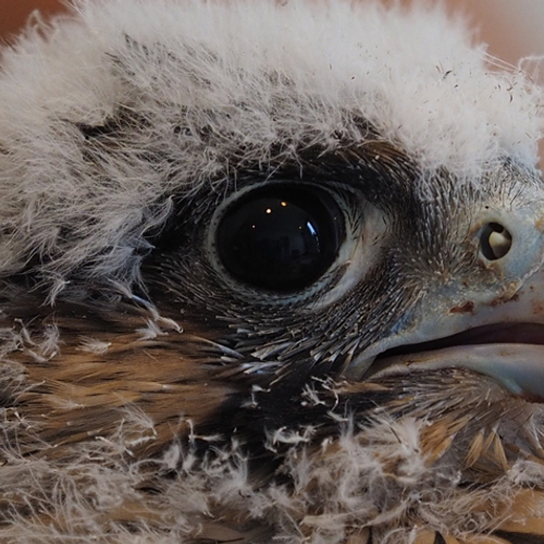 Postduivenhouders klagen over roofvogels