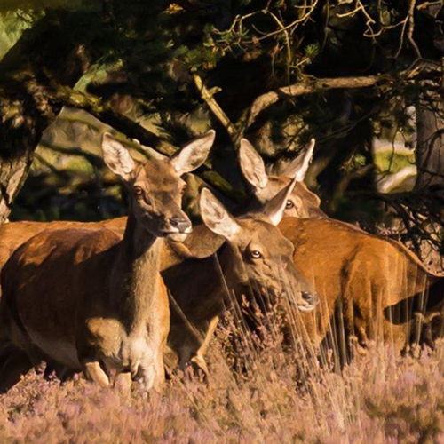 Extra geld voor Nationale Parken