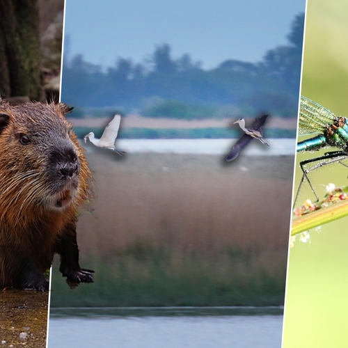 Achtervolging bij reigers, parende vroedmeesterpadden en beverrat