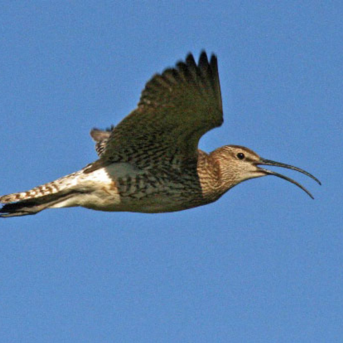 Vogeltrekjournaal: najaarstrek in volle gang