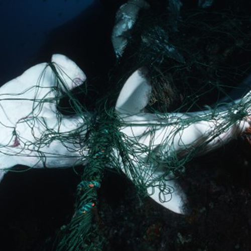 Grote visbedrijven zetten eerste stappen om verloren vistuig te verminderen