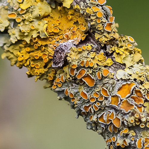 Botanische hotspots van Nederland op de kaart gezet