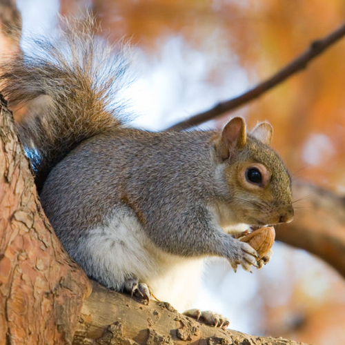 Eekhoorn grote bedreiging netwerken
