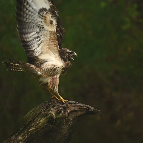 Afbeelding van Spectaculaire beelden van buizerds in de aanval