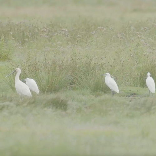 Afbeelding van Het land naar z'n mallemoer in Yerseke Moer