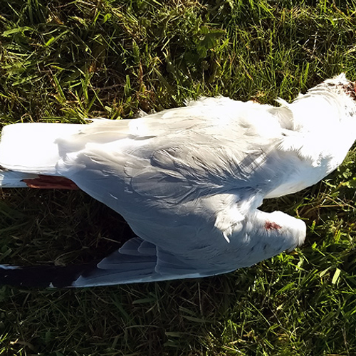 Voorkomt stilzetten windmolens vogelslachtoffers?