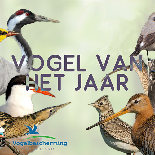 Grutto is de Vogel van het Jaar!