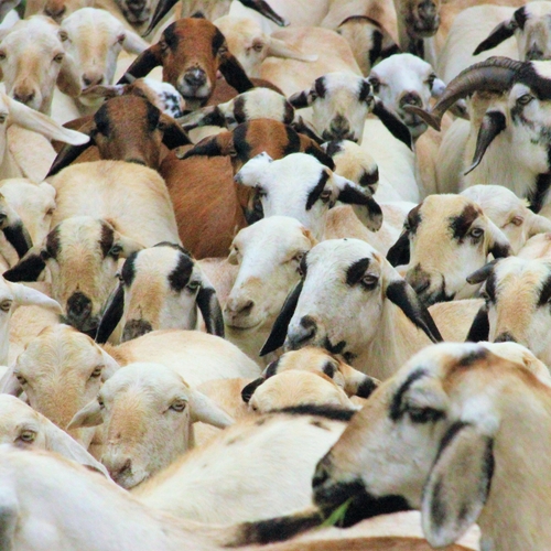 Toch geen vergunning voor geitenhouderij met 600 dieren in Vlissingen