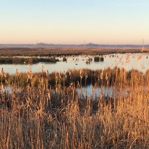 Onlanden: waterberging is natuurparadijs