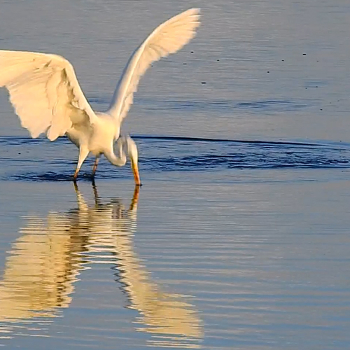 Grote zilverreiger heeft beet | Zelf Geschoten