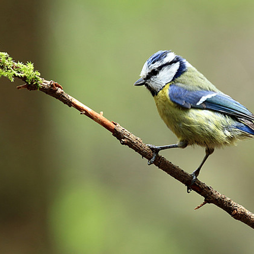 Daarom blijven de vogels weg uit je tuin