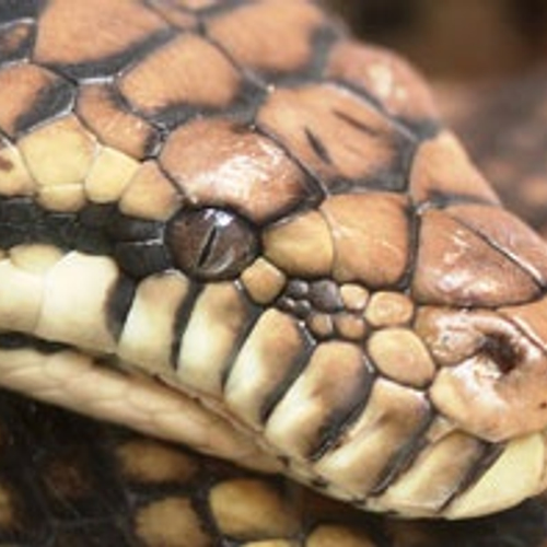 Wandelaar vindt enorm lange wurgslang
