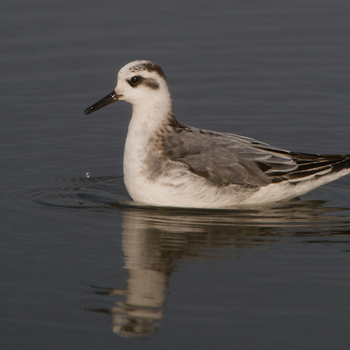 Franjepoten en jagers